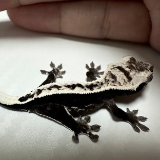 핀아잔틱