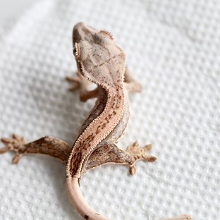 Super Stripe Quad Full Pinstripe Tri