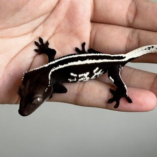 Quad Full Pinstripe Drippy Axanthic