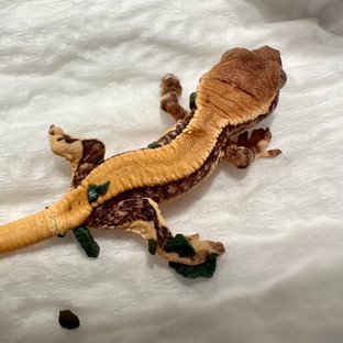 치트키러프스케일릴리
