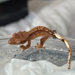 팬텀헷