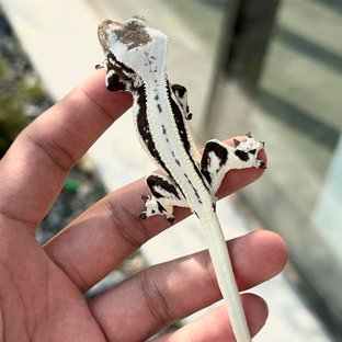 Lilly Axanthic