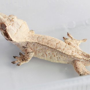 Drippy White Spot Tri Normal