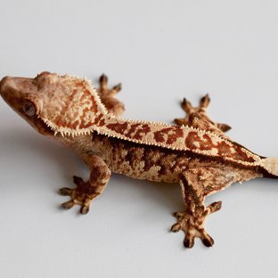 White Crown Tangerine Tri White Spot