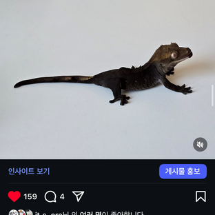 아잔틱메이팅된차콜헷