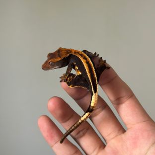 가젤헷ss엠티백아잔