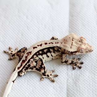Quad White Black