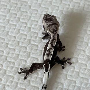 도흑2세아잔