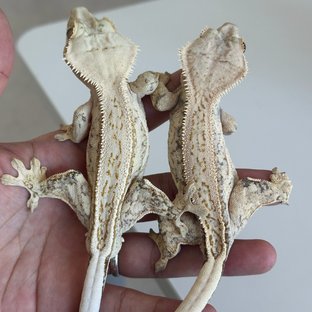 Quad Drippy White Spot