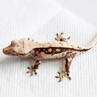 100% Het Axanthic