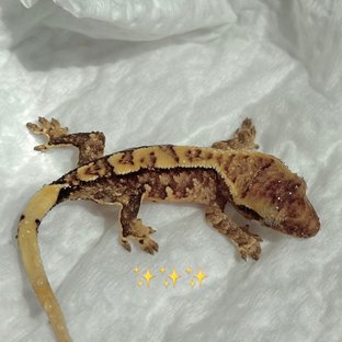 람x린