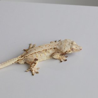 메인숫