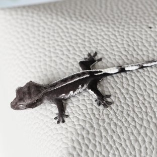 Axanthic