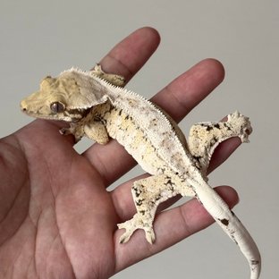 Drippy White Spot Tri