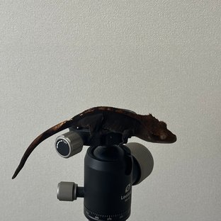 100% Het Axanthic Charcoal