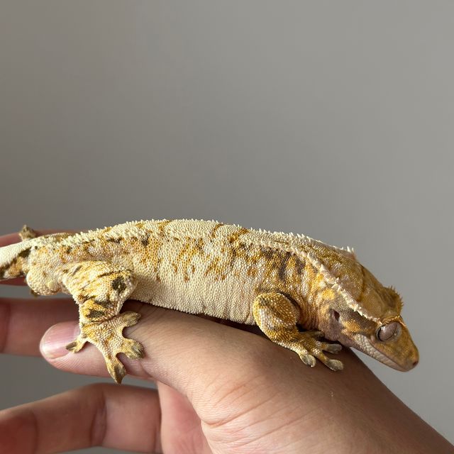 트라이