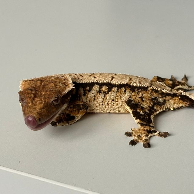 트라이 화이트스팟