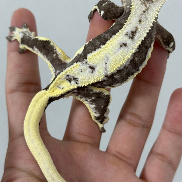 릴잔틱