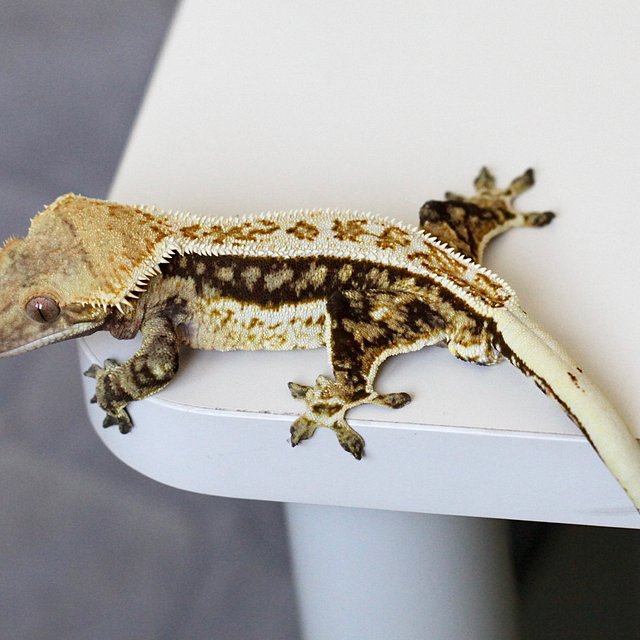 쿼드 풀핀 트라이