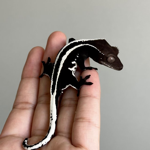 Quad Full Pinstripe Drippy Axanthic