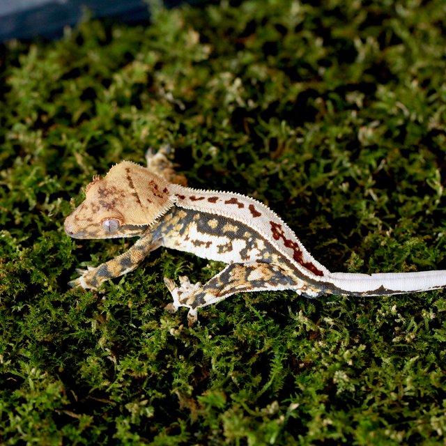 White Quad Normal