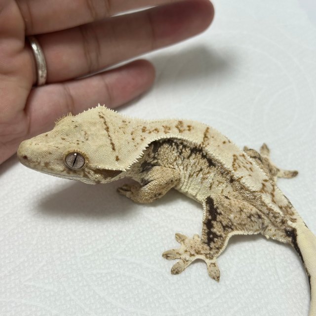 드리피 화이트스팟 트라이