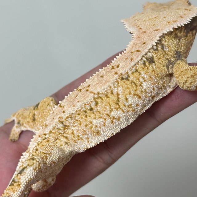 트라이 화이트스팟