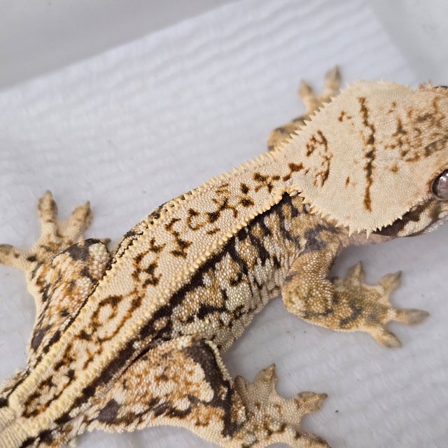 트라이 쿼드 풀핀