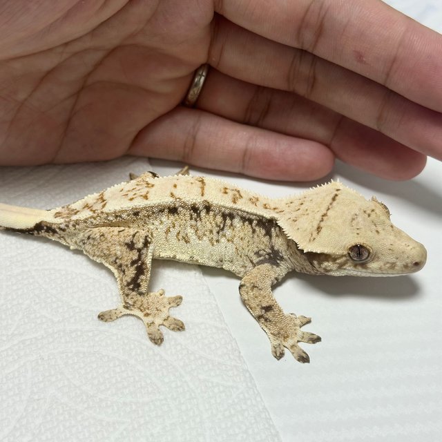 드리피 화이트스팟 트라이