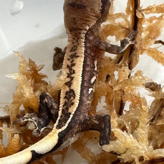 쿼드 풀핀 100%헷아잔틱