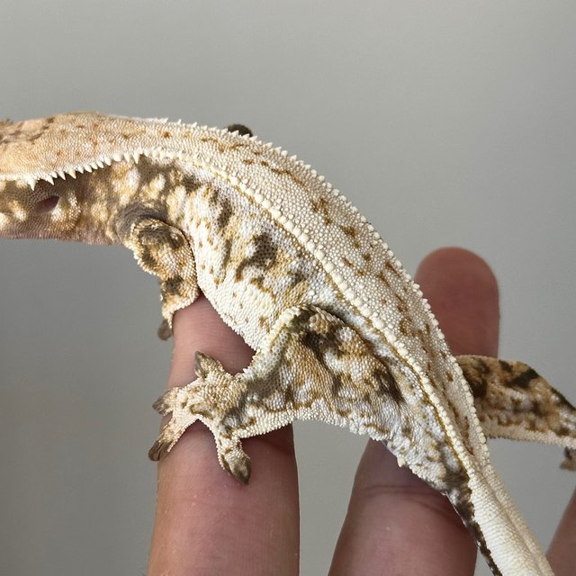 Full Pinstripe Quad White Spot Tri