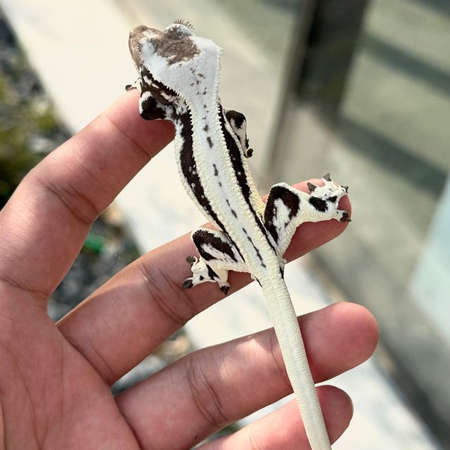 Lilly Axanthic