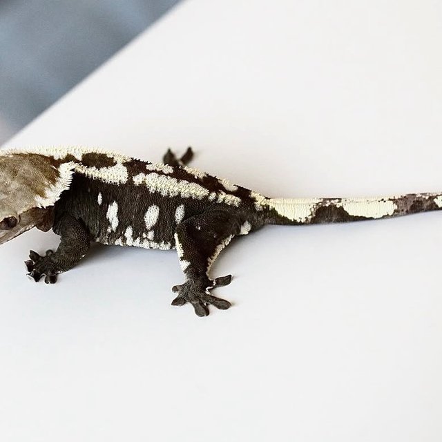 Axanthic