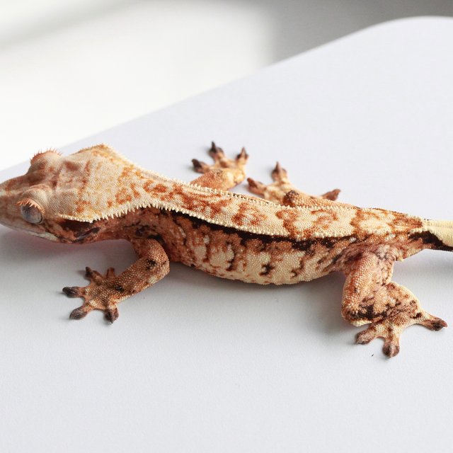 Tangerine Quad Harlequin Tri