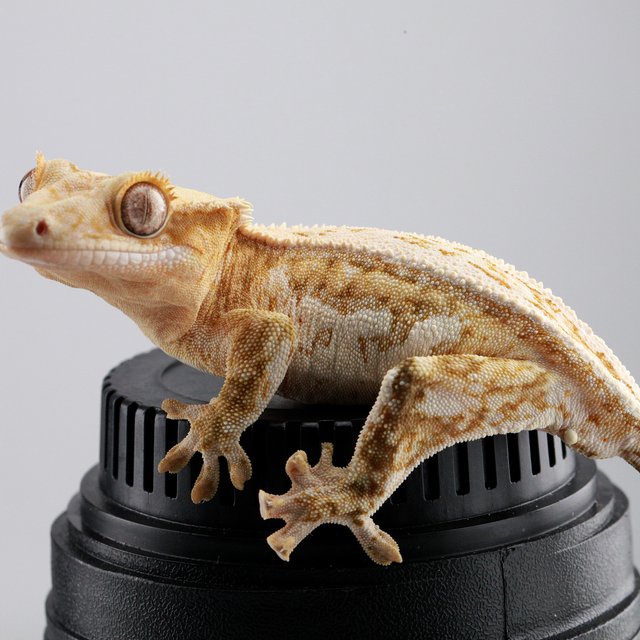 크림 쿼드 젠젝스 드리피 화이트스팟