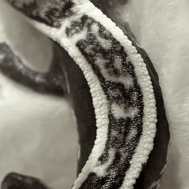 릴리100%헷아잔틱