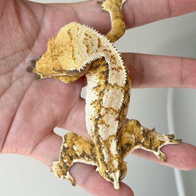 Tri White