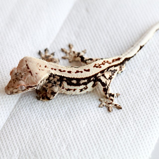 Quad White Black