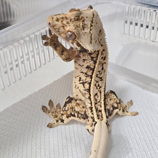 트라이 쿼드 풀핀