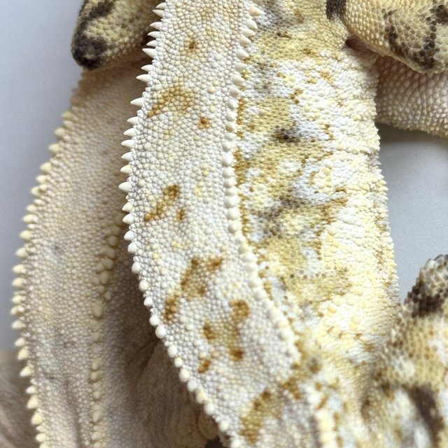 트라이 드리피 화이트스팟