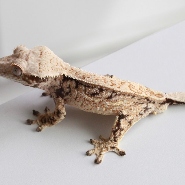 Quad Full Pinstripe Drippy White Spot