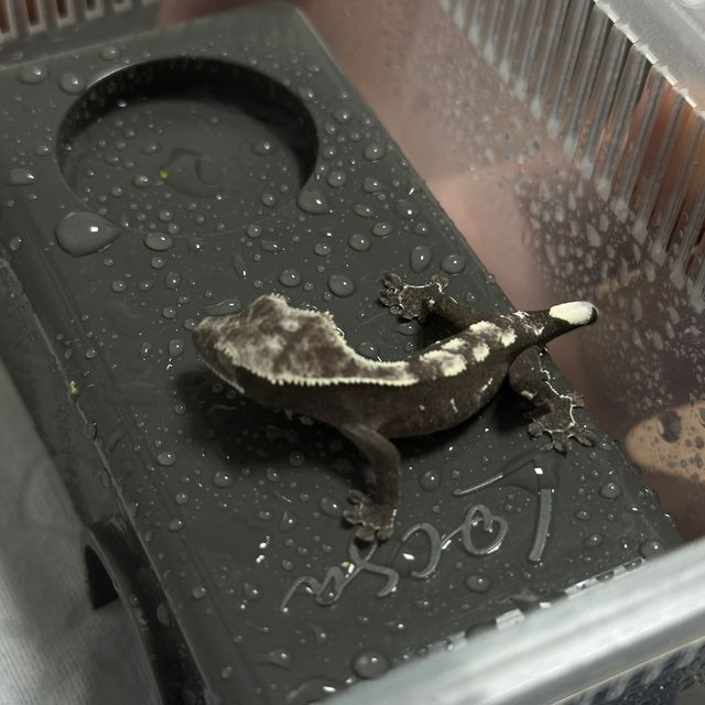 아잔틱
