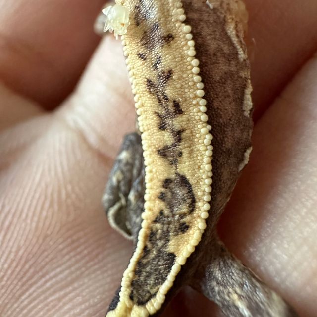 쿼드 풀핀 100%헷아잔틱