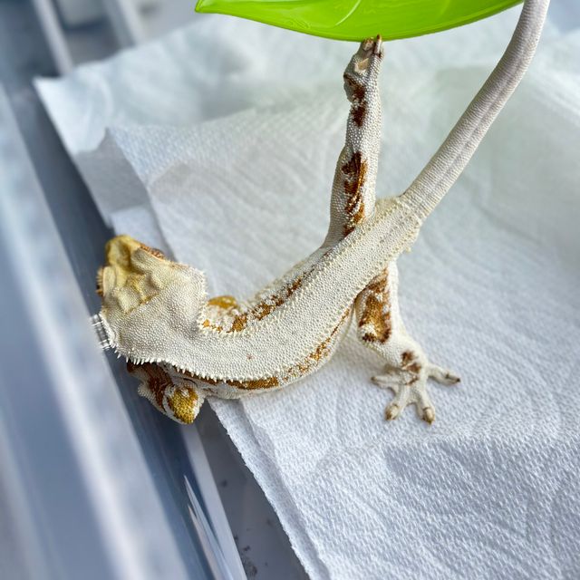 크림시클 릴리화이트