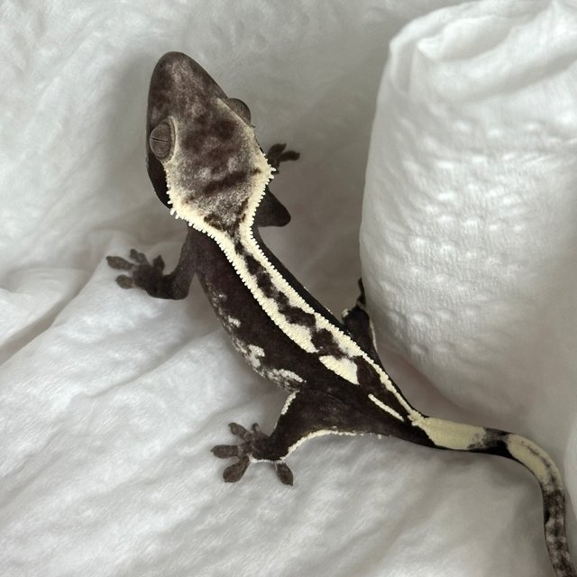 Axanthic