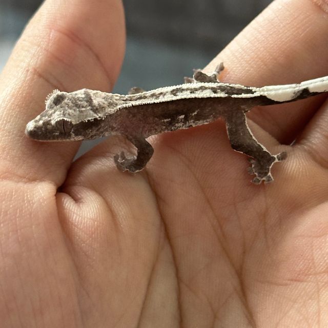 아잔틱