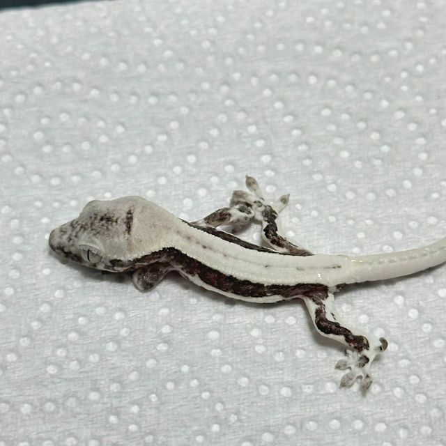 릴잔틱