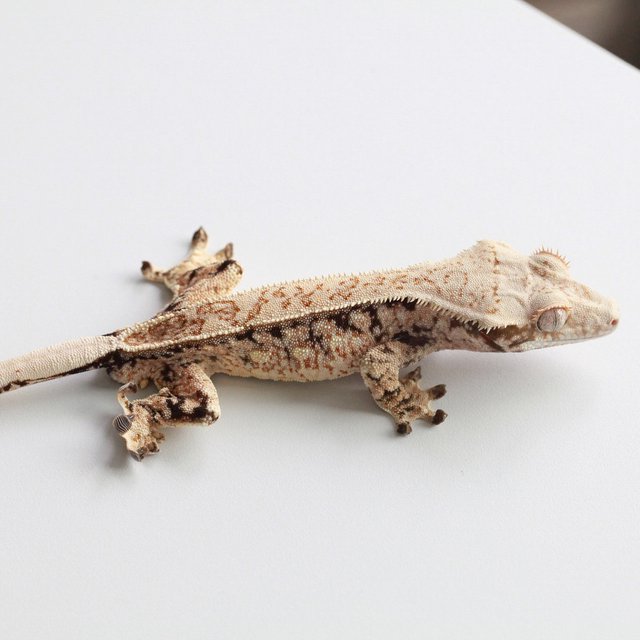 Quad Full Pinstripe Drippy White Spot