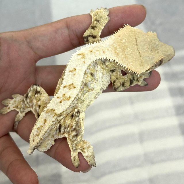 트라이 드리피 화이트스팟