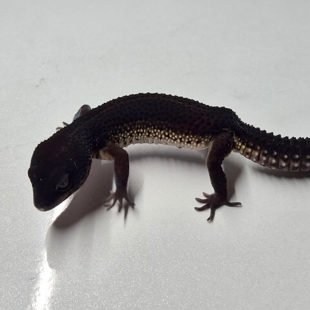 Black Night